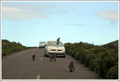 Baboons ambushing a car that had a window open.