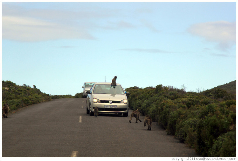 Baboons ambushing a car that had a window open.