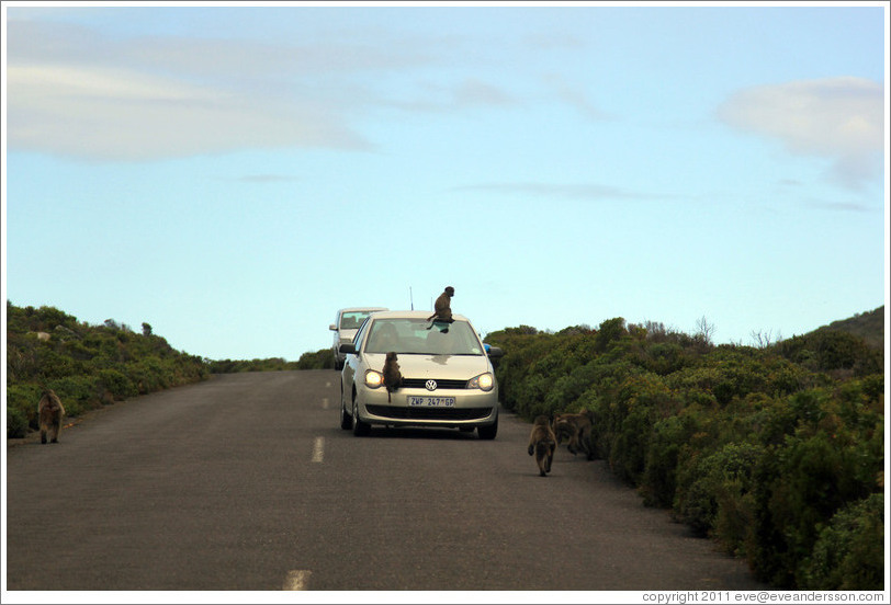 Baboons ambushing a car that had a window open.