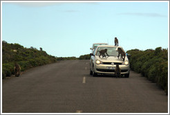 Baboons ambushing a car that had a window open.