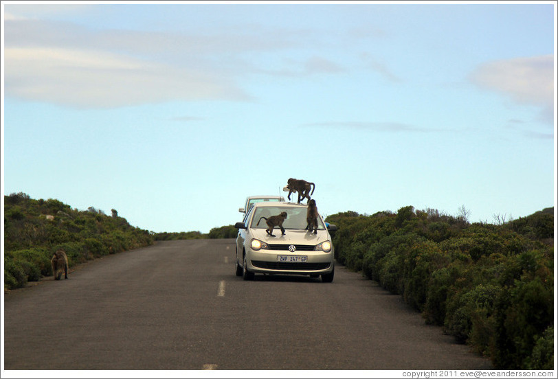 Baboons ambushing a car that had a window open.
