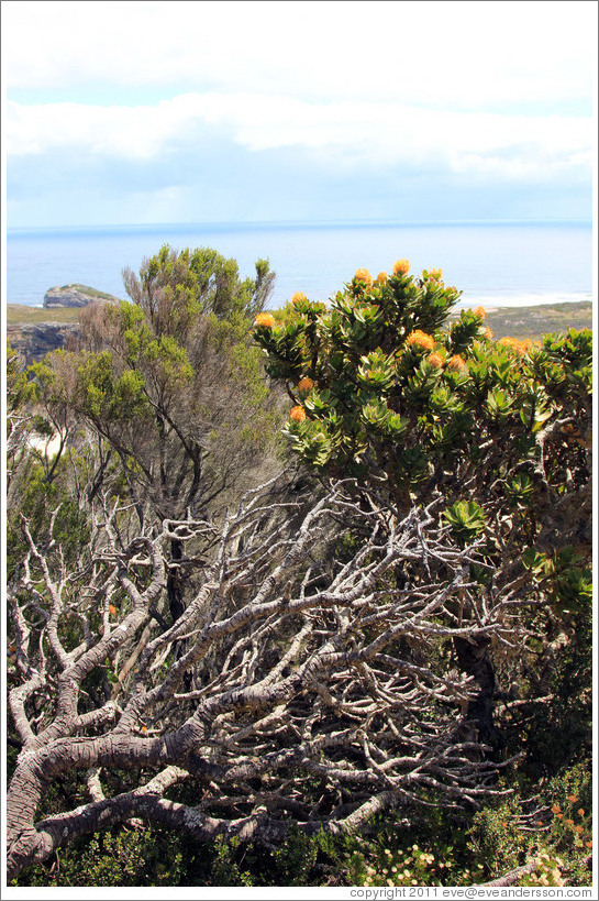 Tree branches and yellow flowers (Green Tree Pincushion Protea).