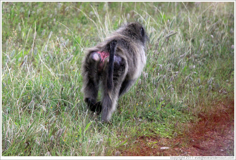 Baboon at the side of the road. Cape Point.