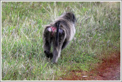 Baboon at the side of the road. Cape Point.