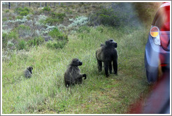Baboons at the side of the road. Cape Point.
