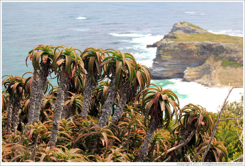 Plants at Cape Point.