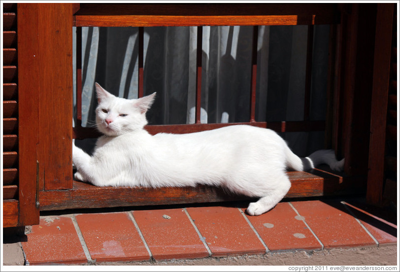 White cat on a windowsill. Chiappini Street, Bo-Kaap.