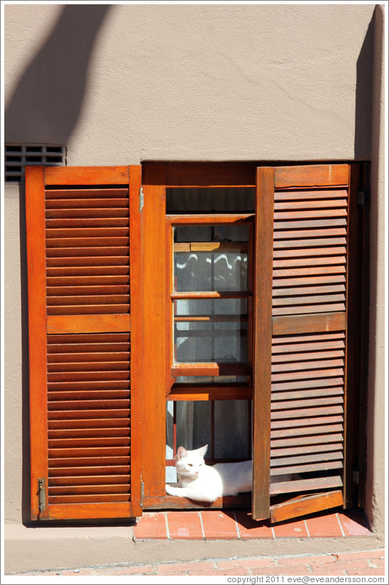 White cat on a windowsill. Chiappini Street, Bo-Kaap.