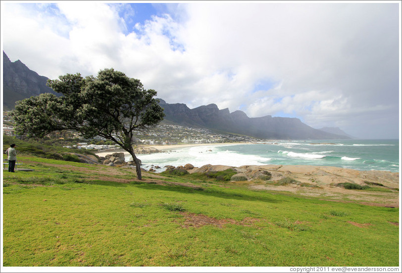 Windblown tree, Camps Bay.
