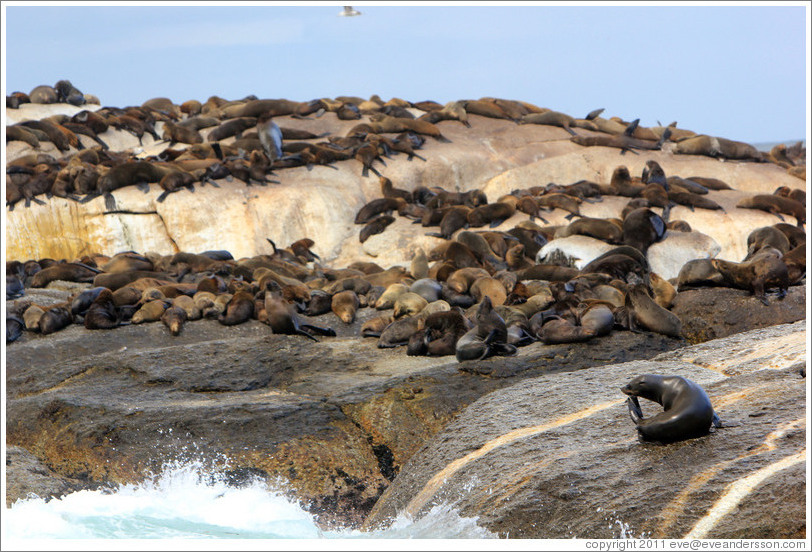 Seal Island, Hout Bay.