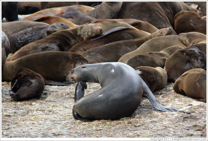 Seal Island, Hout Bay.