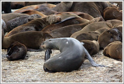 Seal Island, Hout Bay.