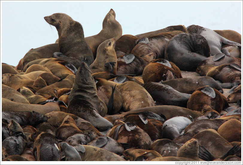 Seal Island, Hout Bay.