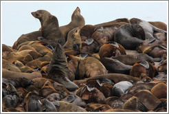 Seal Island, Hout Bay.