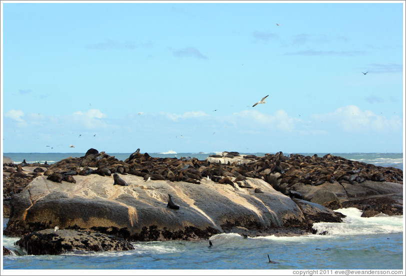 Seal Island, Hout Bay.