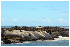 Seal Island, Hout Bay.
