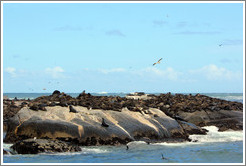 Seal Island, Hout Bay.