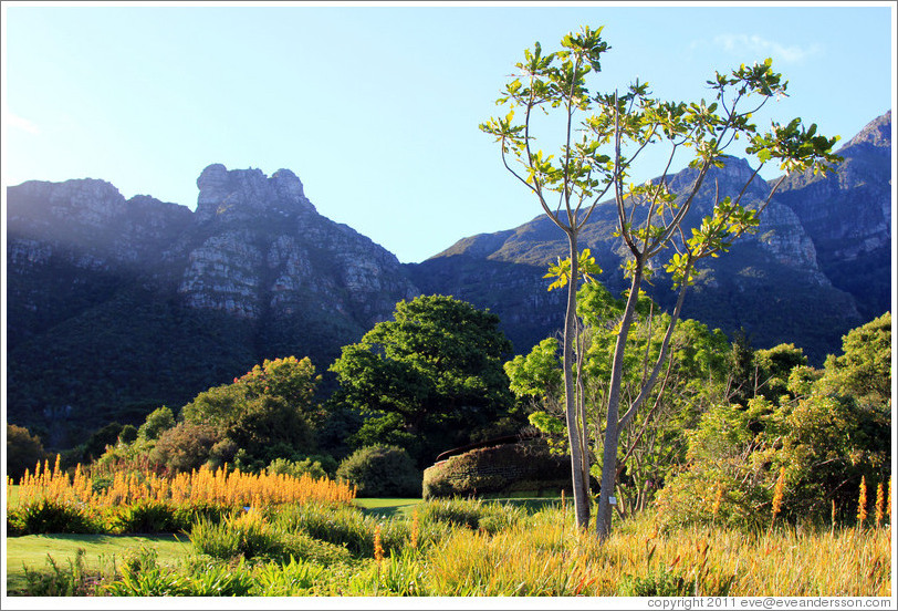 Kirstenbosch Botanical Garden.