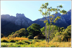 Kirstenbosch Botanical Garden.