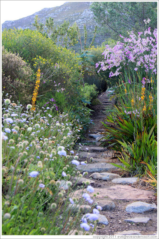 Stone path, Kirstenbosch Botanical Garden.