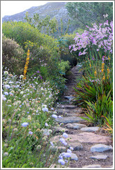 Stone path, Kirstenbosch Botanical Garden.