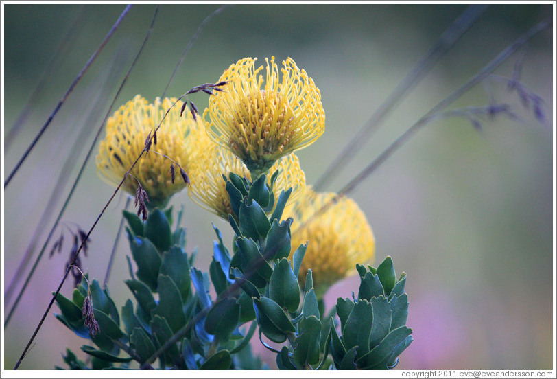Green Tree Pincushion Protea, Kirstenbosch Botanical Garden.