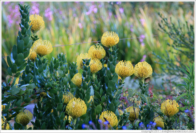 Green Tree Pincushion Protea, Kirstenbosch Botanical Garden.