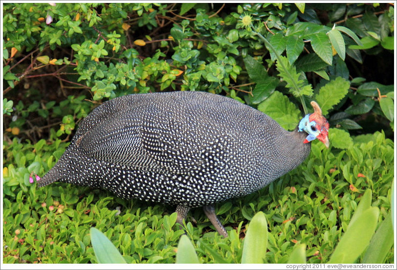 Guinea Fowl, Kirstenbosch Botanical Garden.