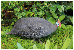 Guinea Fowl, Kirstenbosch Botanical Garden.