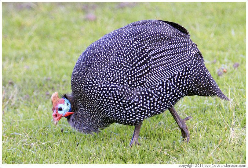 Guinea Fowl, Kirstenbosch Botanical Garden.