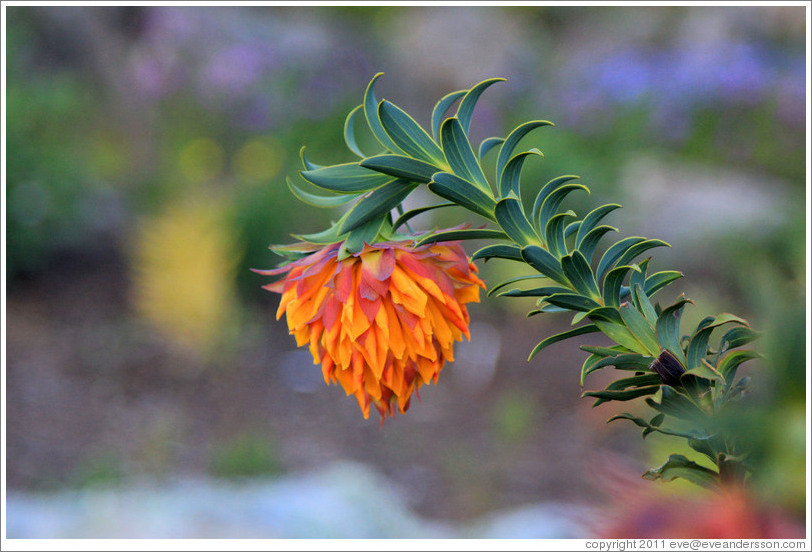 Mountain Dahlia, Kirstenbosch Botanical Garden.