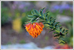 Mountain Dahlia, Kirstenbosch Botanical Garden.