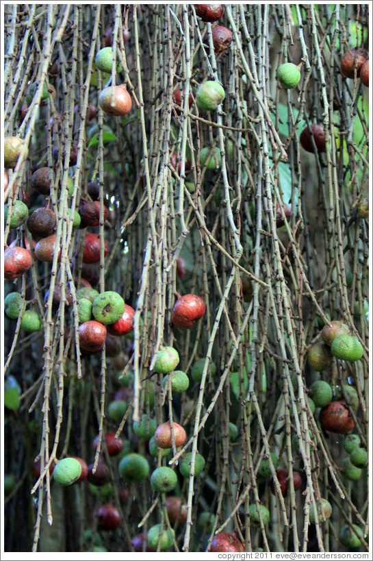 Natal Fig, Kirstenbosch Botanical Garden.