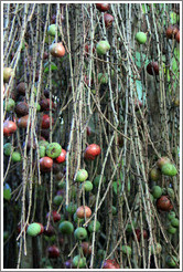 Natal Fig, Kirstenbosch Botanical Garden.