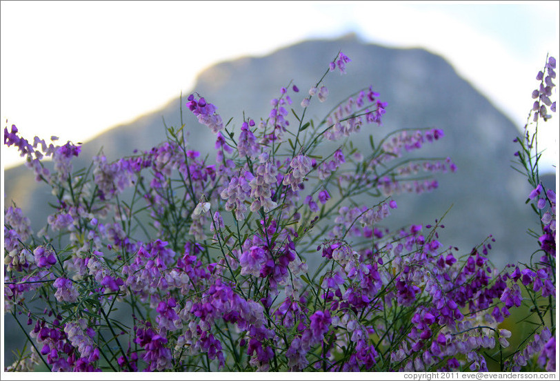 Purple Broom, Kirstenbosch Botanical Garden.