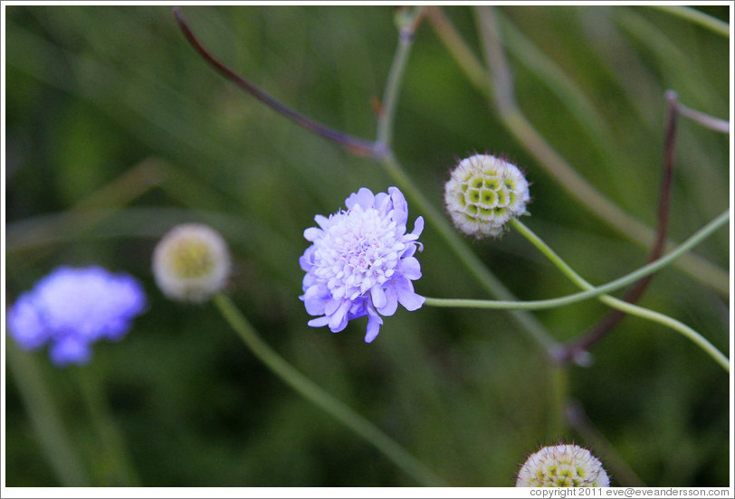 Scabiosa Incisa, Kirstenbosch Botanical Garden.