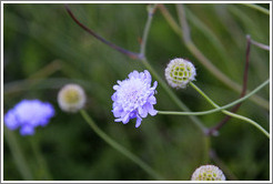 Scabiosa Incisa, Kirstenbosch Botanical Garden.