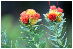 Tufted Pincushion Protea, Kirstenbosch Botanical Garden.