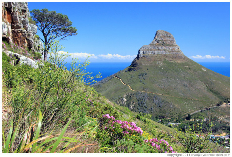 Lion's Head, viewed from Table Mountain.