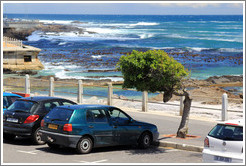 Tree bent by wind blowing in from the bay. Sea Point.