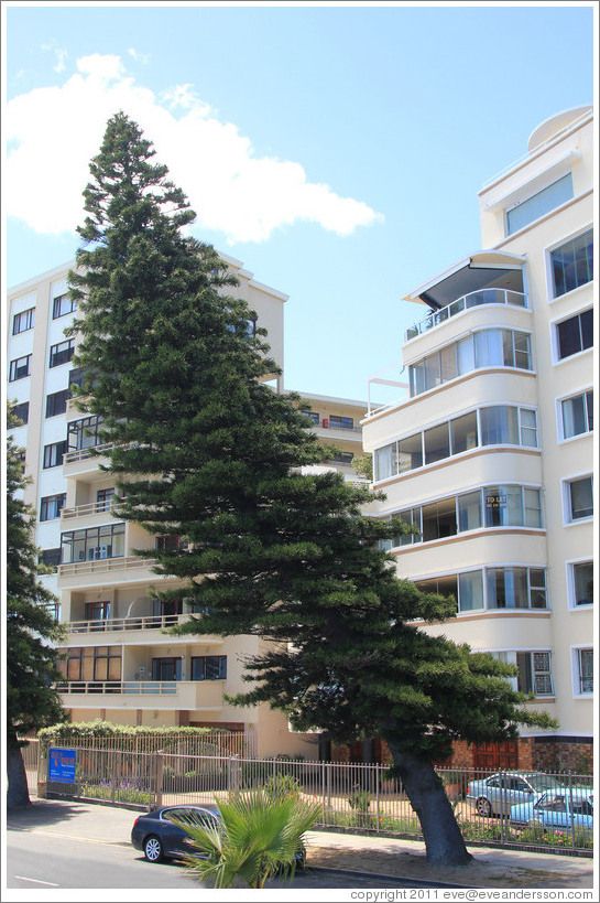 Tree bent by wind blowing in from the bay and rebounding off the buildings. Sea Point.