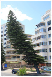 Tree bent by wind blowing in from the bay and rebounding off the buildings. Sea Point.