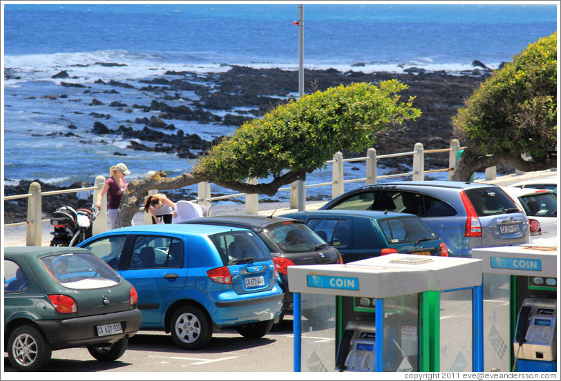 Tree bent by wind blowing in from the bay. Sea Point.