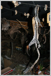 Storefront of Ndaba, a medicine man.  Langa township.