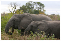 Two elephants.  (Species: African elephant, Loxodonta africana)