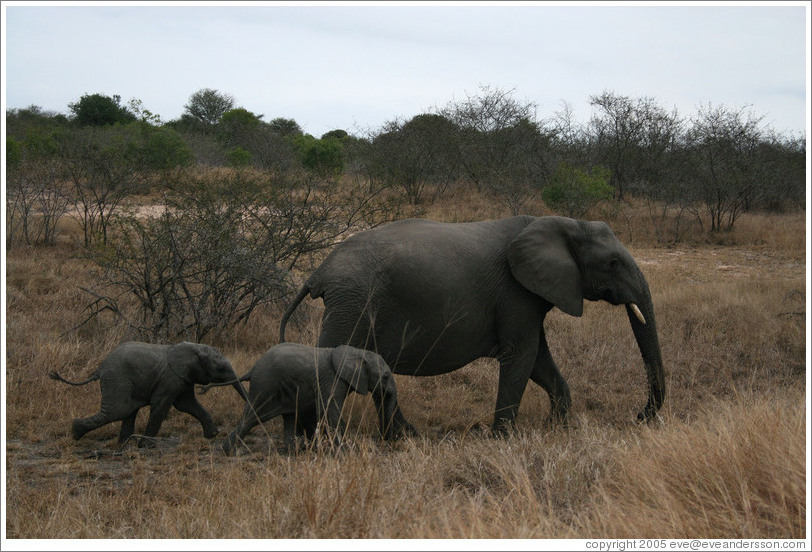 Mother and baby elephants.  (Species: African elephant, Loxodonta africana)