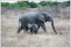 Mother and baby elephants.  The baby is doing a "mock charge" -- the outspread ears and trunk are meant to look threatening.  (Species: African elephant, Loxodonta africana)
