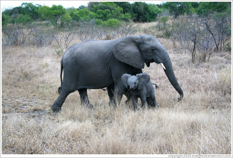 Mother and baby elephants.  The baby is doing a "mock charge" -- the outspread ears and trunk are meant to look threatening.  (Species: African elephant, Loxodonta africana)