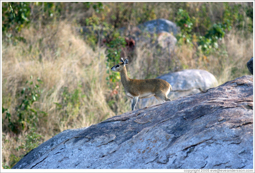 Klipspringer, an African member of the antelope family.  (Species: Oreotragus oreotragus)