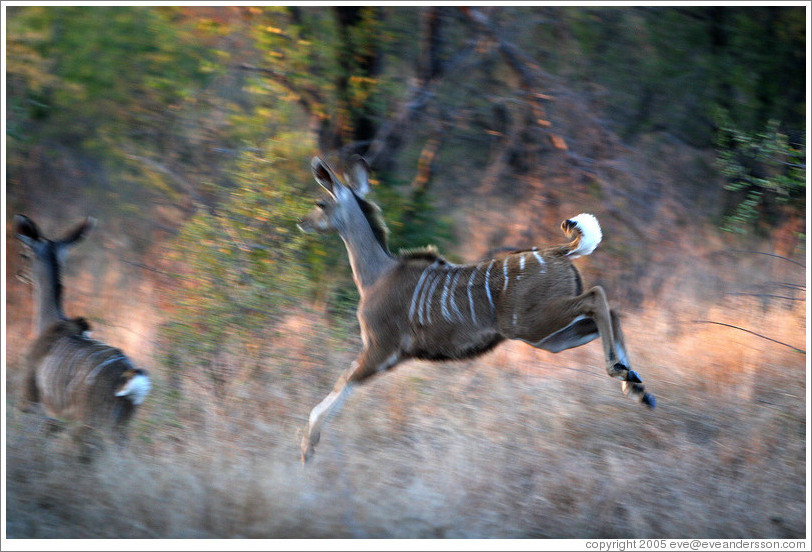 Kudu leaping.  (Species: Greater kudu, Tragelaphus stresiceros)